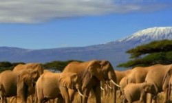 "Embark on an Unforgettable Adventure: Tanzania Camping Safari"