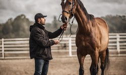 On the Hunt for Nearby Horse Chiropractic Specialists