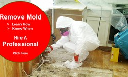 Beyond Cleanup: The Professional Process for Mold Remediation Services Ensuring Lasting Solutions!