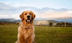 The Importance of Clean Dog Teeth for Happy, Healthy Pets