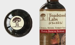 Harnessing the Potential of Turkey Tail and Chaga for Well-being