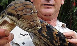 Cairns Snake Removals