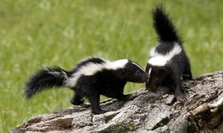 Understanding Skunk Behavior: Insights for Effective Control in Mississauga