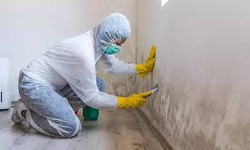 The Importance of Mold Removal Cleaning Services