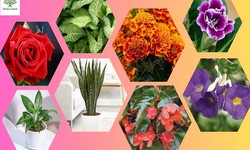 Noida Greens Nursery: Your Affordable Gateway to Lush Planters and More in Noida