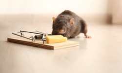 Tackling Rodent Infestations in Dubai: A Comprehensive Guide to Effective Control
