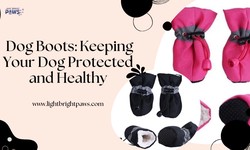 Dog Boots: Keeping Your Dog Protected and Healthy