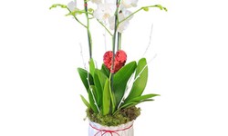 Tips to Find the Best Valentine's Day Orchid Arrangements