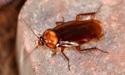 The Role of Professional Cockroach Control Services
