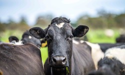 Revolutionizing Livestock Nutrition: The Impact of Asparagopsis in Cattle Feed