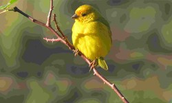 The Canary Bird: An Illuminating Spirit Animal Guide