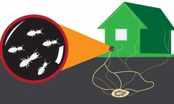 Navigating Termite Woes: Effective Termite Control in Dubai