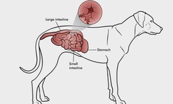 Understanding Canine Inflammatory Bowel Disease: Symptoms and Treatments