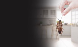 Why You Need a Professional Pest Control Company