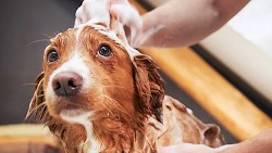 Introduction to Choosing the Best Location for Your Pet Grooming Business in London