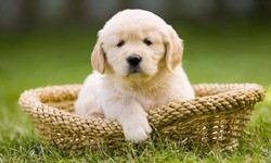 Girl Names for Dogs: Exploring Themes and Inspirations for Naming