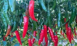 How do humans digest hot pepper