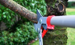 The Fundamentals of Stump Grinding and Tree Pruning