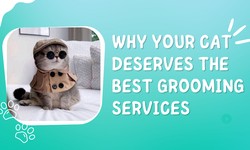 Why Your Cat Deserves the Best Grooming Services