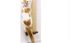 The Benefits of Investing in a Smart Cat Scratching Post from Shopping4Pets