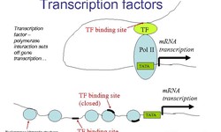 B7-33 And the Transcription Factor FOXO4-DRI