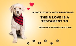 A dog's loyalty knows no bounds: their love is a testament to their unwavering devotion