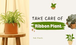 Variegated Ribbon Plant Care Guide