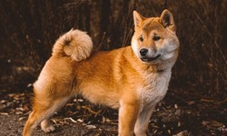 Shiba Inu Upkeep: An All-Inclusive Guide to Keeping Your Pet Healthy