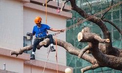 Are you confused between Sydney Tree Lopping and Pruning? Check out their differences here.