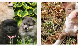Unveiling Fluffy Delights: Ontario Puppies for Sale.