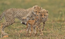 In the Heart of Africa: Safari Magic in Masai Mara