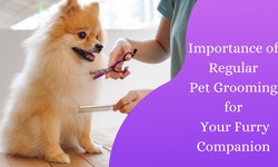 Importance of Regular Pet Grooming for Your Furry Companion