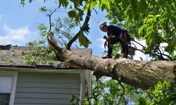 Can Tree Removal Services be beneficial? Let’s explore
