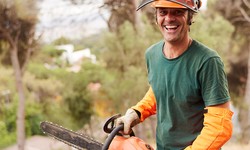 Tree Removal Palo Alto: Ensuring Safe and Responsible Tree Removal