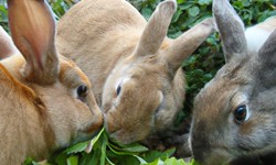 Buy 5 Best Rabbit Supplements To Prepared Your Bunny For Show!