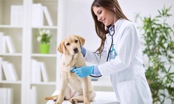 What to Look for in a Pet Insurance Policy: A Comprehensive Guide