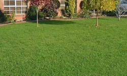 Kikuyu Grass Seed 101: Everything You Need to Know for a Vibrant Lawn