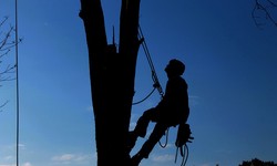 5 Reasons Why Tree Removal and Tree Care Are Essential
