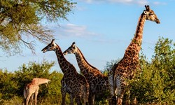 Adventure Awaits: Thrilling Activities in South Africa Tour Itineraries
