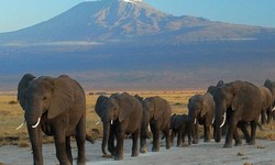 National Parks And Reserves To Visit In Africa!