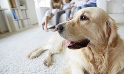 Furry Companionship: A Practical Guide to Pet Health and Happiness
