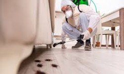 Maintaining Hygiene and Comfort: The Importance of Pest Control Services in Office Buildings