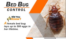 Get Expert bed bug Control Abbotsford for a safe property