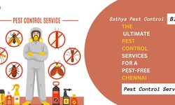 Mastering Pest Control: Tailored Solutions for Chennai's Urban Environment
