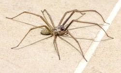 Mastering Spider Control: A Comprehensive Guide to Keeping Your Home Arachnid-Free