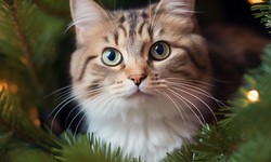 Strategies to make your cat happy