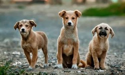 Understanding the Root Causes of Dog Neglect in India