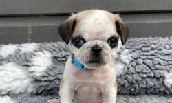 Teacup Pug Puppies for Sale: Finding Your Tiny Companion