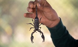 Mastering Scorpion Pest Control: A Complete Guide to Keep Your Home Safe