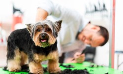 The Ultimate Guide to Creating a Puppy Salon Experience